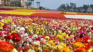 Walking The Flower Fields at Carlsbad Ranch in 4K