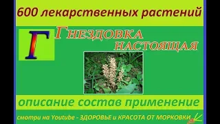 гнездовка настоящая 600 лекарственных растений