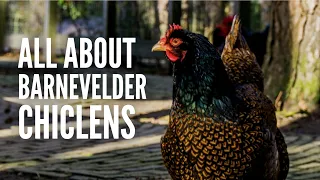 Barnevelder Chickens - Everything You Need to Know