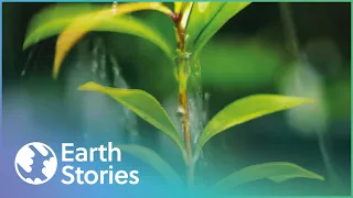 David Attenborough On Hong Kong's Biodiversity | Garden In The Sky | Earth Stories