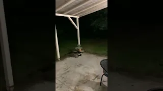 Skunk sprays a raccoon