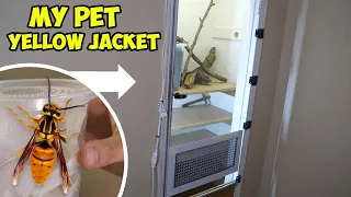 Raising Yellow Jackets as Pets in My Closet part 1: Releasing the Queen