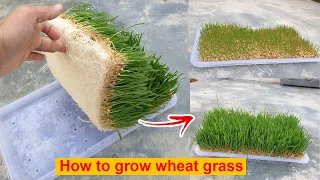 Growing Wheatgrass without Soil - The EASIEST Way to Grow Wheatgrass