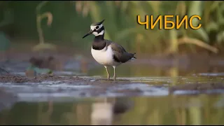 Lapwing. Чибис. Nikon Coolpix P900