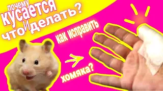 ПОЧЕМУ ХОМЯК КУСАЕТСЯ? | ЧТО ДЕЛАТЬ ЕСЛИ ХОМЯК КУСАЕТСЯ? | ЛАЙФХАКИ ДЛЯ ХОМЯКА | HOMUSYA LIFE