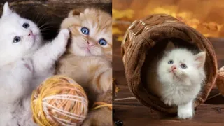 Baby cats - Cute and funny / Baby cat videos Compilation - Cat funny video 7😱😱 #Secret Man