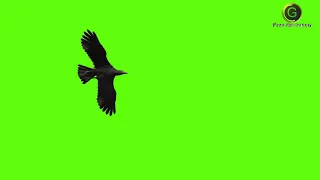 Crow Green Screen