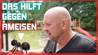 Das Beste Mittel gegen Ameisen - Gift oder Hausmittel ? Hier die legale  Lösung !