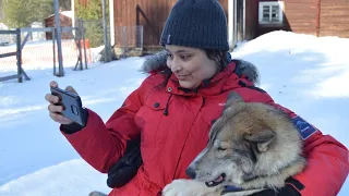 Husky sledging|| Nordic speciality|| Ekorssele|| North Sweden|| Me time with dogs|| Amazing nature
