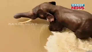 Watch: Tusker Trying To Withstand The Flow Of Water  | Odisha |