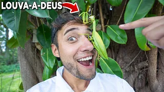 REVELANDO MEU NOVO MASCOTE UM LOUVA-A-DEUS *MANTIS*