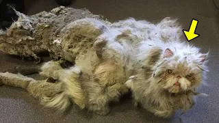 He Takes In Strange Cat That Had Never Been Washed. You Won't Believe How It Looks Now!