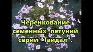 Черенкование  семенных  петуний серии "Тайдал".