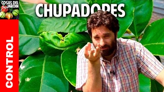 Plagas en Citricos - Como controlar los insectos chupadores @cosasdeljardin