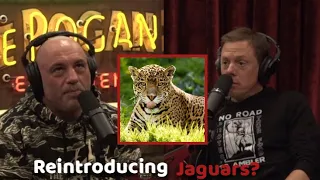 Joe Rogan: The Debate Over Reintroducing Jaguars To North America