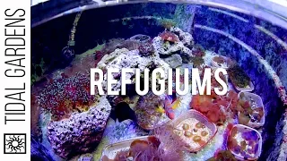 Refugiums for the Reef Aquarium