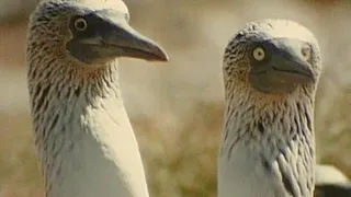 Одиссея Кусто. Фильм 26  Часть 2 Морские птицы острова Изабеллы 1991