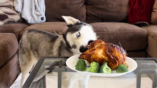Leaving My Husky Dogs Alone With a Whole Chicken// What Happens?