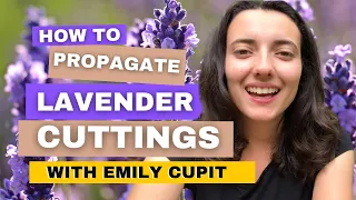 How To Propagate Lavender Cuttings In Just 2 Minutes