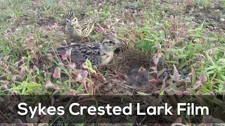 Sykes Crested Lark Breeding Film