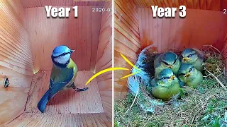 For 3 YEARS I Filmed the SAME pair of Birds Nesting - THIS is their Story !