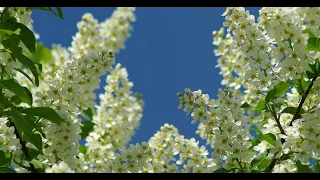 Варвара Мартынова Расцвела черёмуха в северном краю(гармонь)