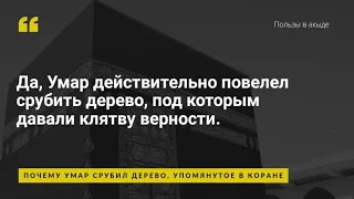 Почему Умар срубил дерево, упомянутое в Коране / шейх АбдурРаззак Аль Бадр