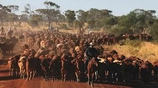 Back In The Saddle - Harry Redford Cattle Drive