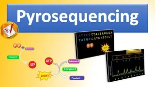 Pyrosequencing  - The Basic Principle and Steps Involved Explained