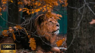 Wildlife | Kingdom of Animals | Relaxing Music and Beautiful Scenery (Part-2)