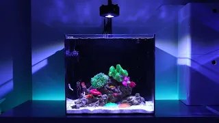 6 Months Update - (Dragon's Breath + Mirror Trick) NO Skimmer Waterbox Cube 20 | Blue Reef Tank