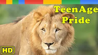 [Nat Geo Wild] Lion Documentary TeenAge Pride - Animals Documentary Nature HD