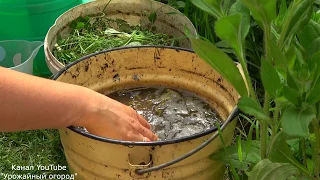 ЛУЧШЕЕ НАТУРАЛЬНОЕ УДОБРЕНИЕ В МИРЕ СВОИМИ РУКАМИ ЗАМЕНИТ ВСЕ ОСТАЛЬНЫЕ ПОДКОРМКИ!!!