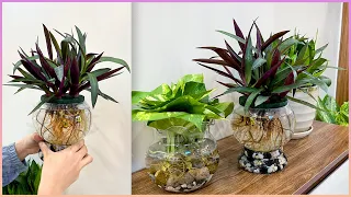 The idea of ​​a unique aquatic plant pot is good for health and brings good luck