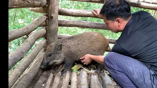 Survival Instinct, Wild Alone, Taming Wild Boars, Building a Life (Ep 131)