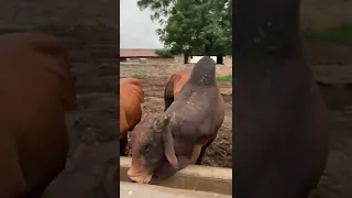 Fazenda Carnaúba Taperoá PB