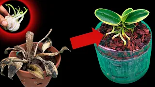 Making rotten orchids revive quickly by simply few people know