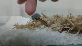 Pet centipede