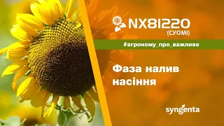 NX81220 (Суомі): фаза налив насіння