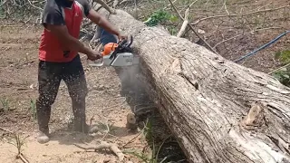 tebang kayu jati super kualitas terbaik seharga 25 juta bolong.. alhmdulillah hanya bolong 1 meter