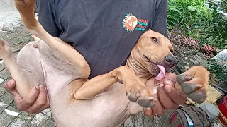 TOP 5 ANIMAL RESCUES OF 2022 - INDIA!