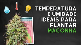 O SEGREDO da Umidade e Temperatura no Cultivo Indoor (VPD)