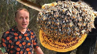 We found a HIVE of ferocious ROYAL BEES 🐝WE WERE BITED ☠️ WE GET HALLUCINOGENIC TROPICAL HONEY