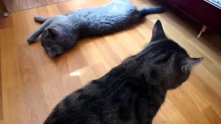 коты и валерьянка