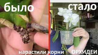 ОРХИДЕЯ была БЕЗ КОРНЕЙ как нарастить корни орхидеи от НУЛЯ до цветоноса орхидеи за 13 месяцев ИТОГ