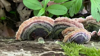 Trametes versicolor, May 1, 2024