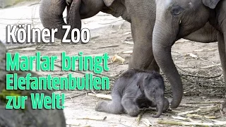 Kölner Zoo: Nachwuchs bei den Elefanten! Elefantendame Marlar bringt Jungtier zur Welt