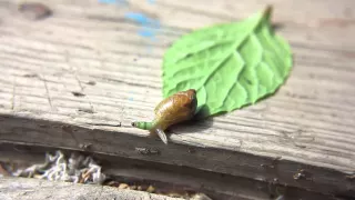 Улитка с паразитом (Snail with the parasite)