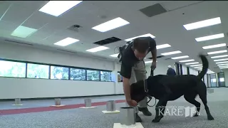 K9 training in explosive detection