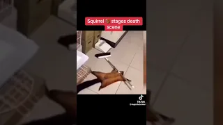 Squirrel Fakes His On Death